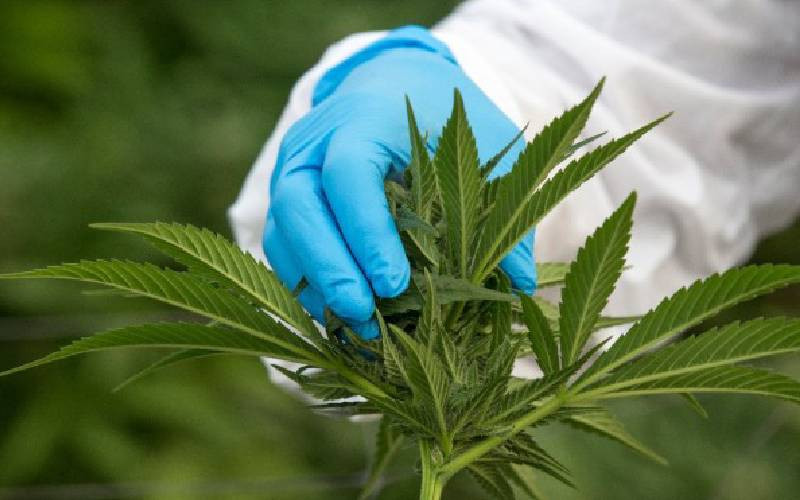 US proposes reclassifying marijuana as low-risk drug