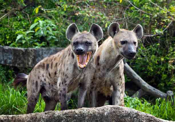 Parents in panic mode as hungry hyenas invade homes