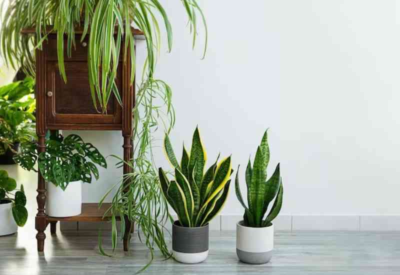 Wellness tips: Sleep better with these indoor plants