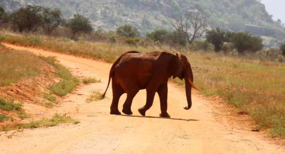 One dead as armed herders clash with KWS in Tsavo East