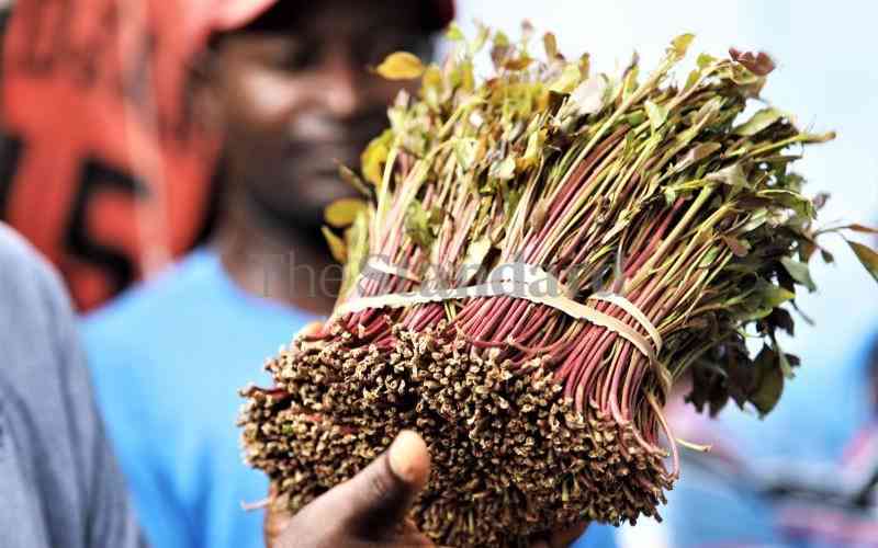 Role of political goodwill in miraa trade can't be gainsaid