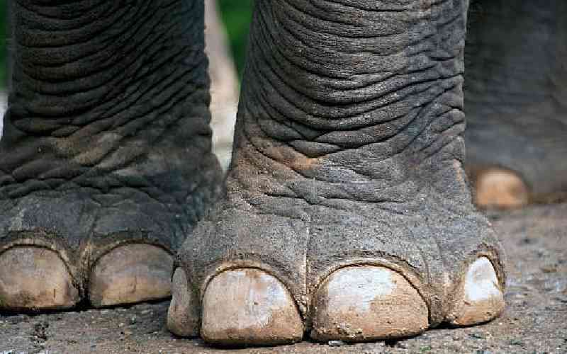 Three feared dead after elephants invade Isiolo town, destroy prison farm