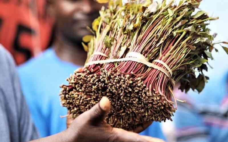 Farmers, traders express mixed reactions over new miraa levy