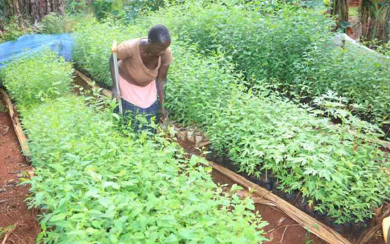 Youths in Kisumu gain tree nursery management skills
