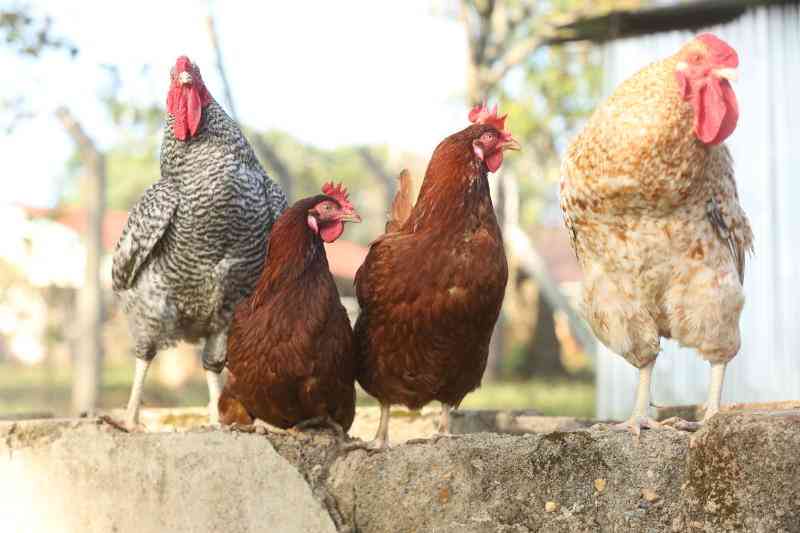 The 4 keys to profitable, thriving poultry venture