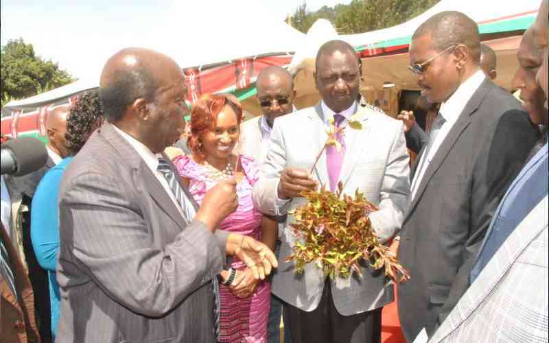 Miraa farmers, traders decry high levies imposed on the crop by counties