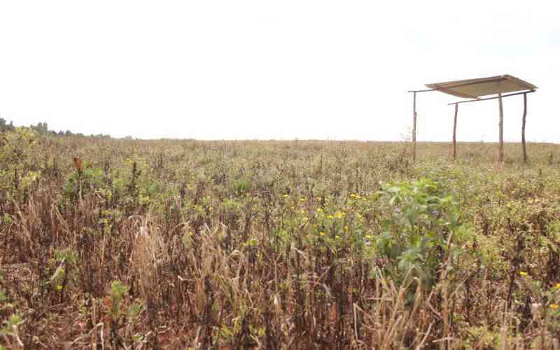 Why 1,200 individuals, varsity may lose land 25,000-acre land battle in Eldoret