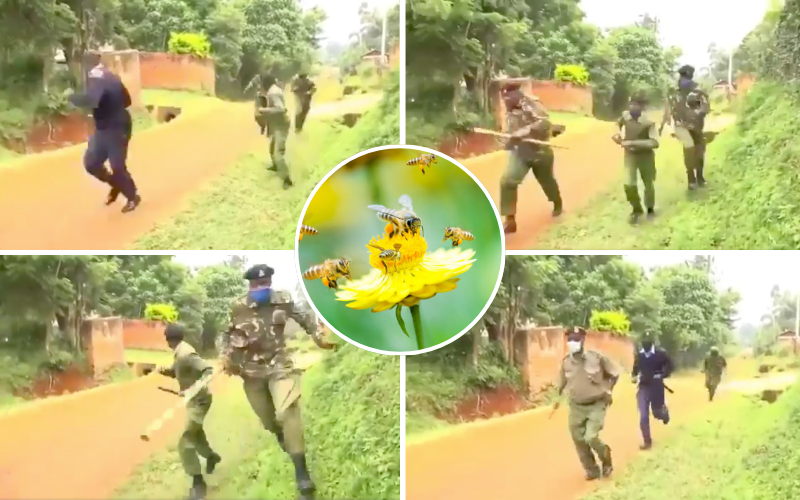 Kitui: Police officers forced to sprint for safety after suspect unleashed bees mid-arrest