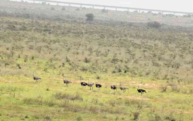Conservationists slam Atwoli over push to scrap Nairobi National Park