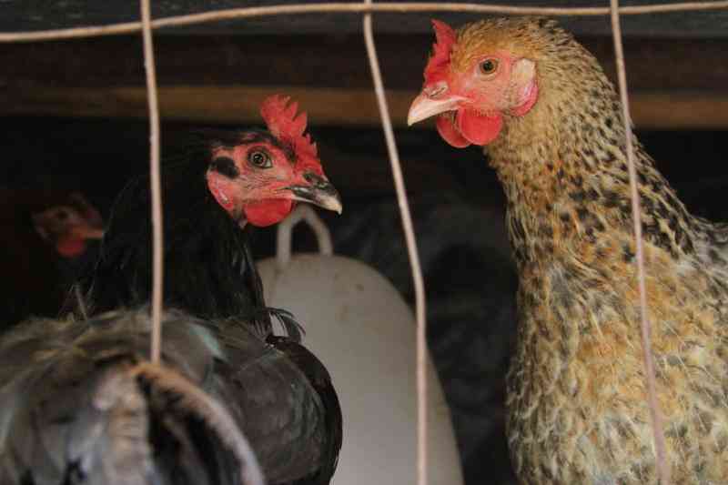 Poultry vaccines boosting farmers' income