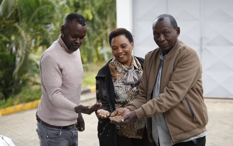 Coriander boom: How Yatta farmers are spicing up their livelihoods