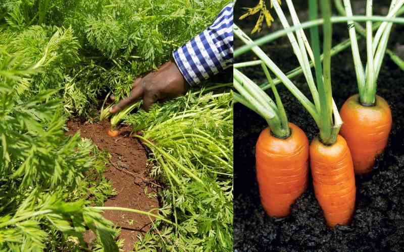 A-Z of growing healthy carrots