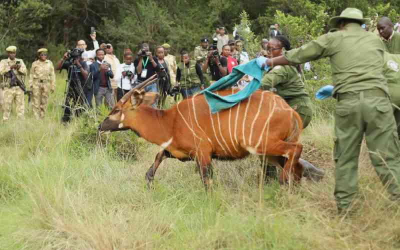 Conservation financing pivotal in sustaining Kenya's wildlife