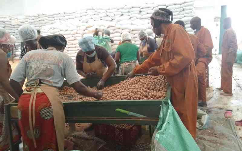 Farmers urged to deliver quality macadamia nuts, reject low prices