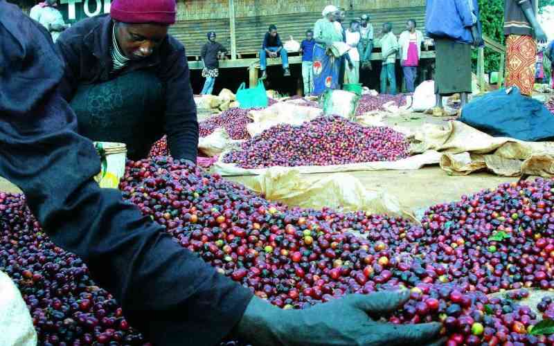 Farmers earn Sh376 million as coffee auction resumes