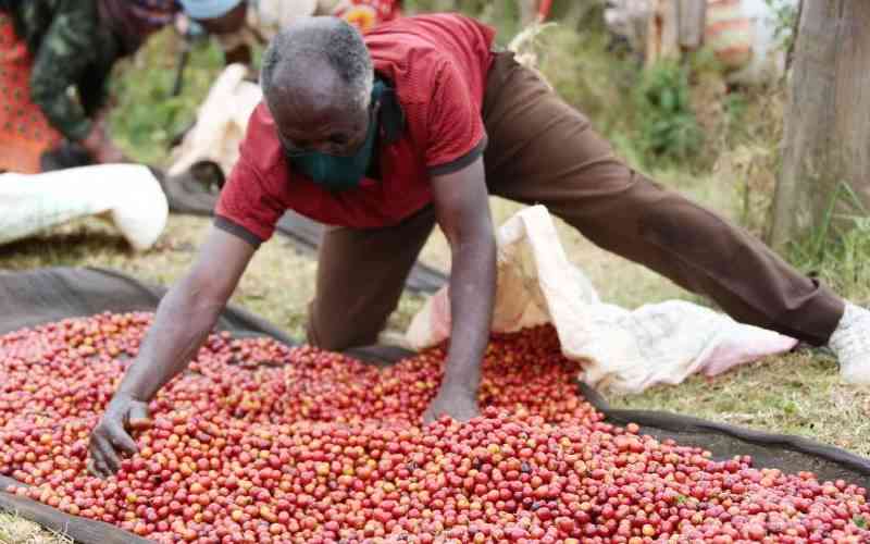 Farmers earn Sh841 million from coffee auction