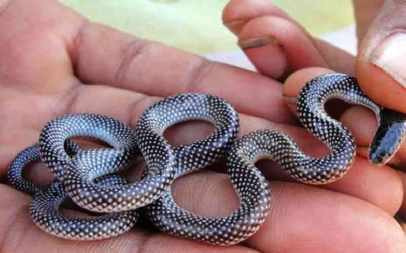 World researchers discover a new snake family in Kenya