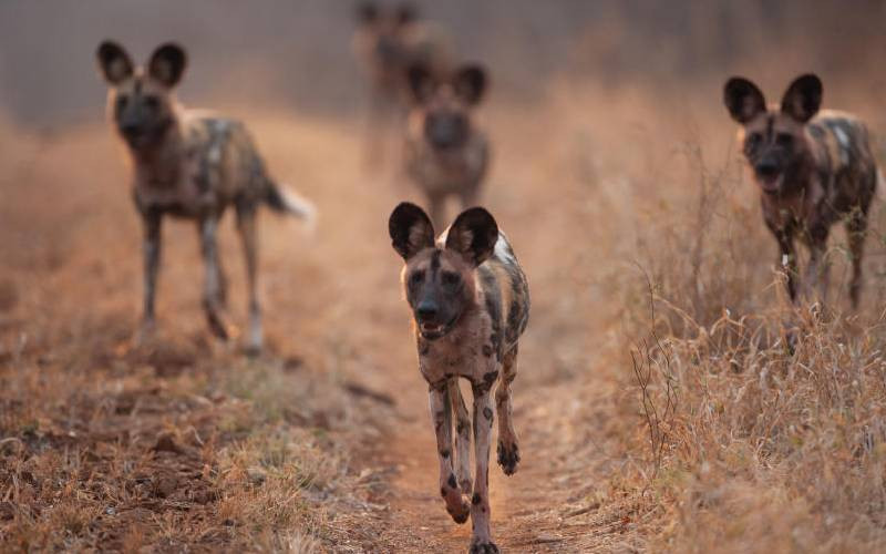 No longer a dog's life: Wild dogs face extinction amid rising global heat