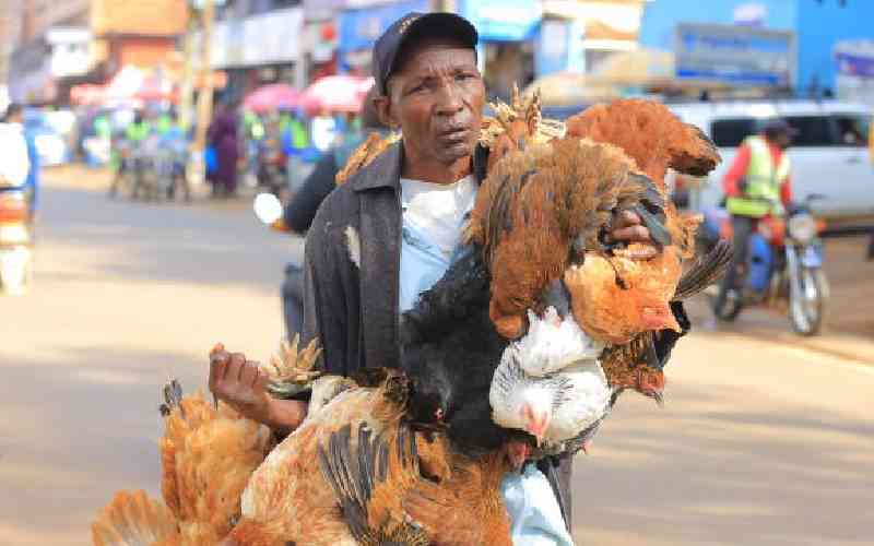 Why kienyeji chickens have become long on the beak and short on muscle