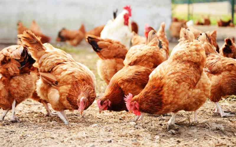 10 key areas every poultry farmer should focus on to stay afloat