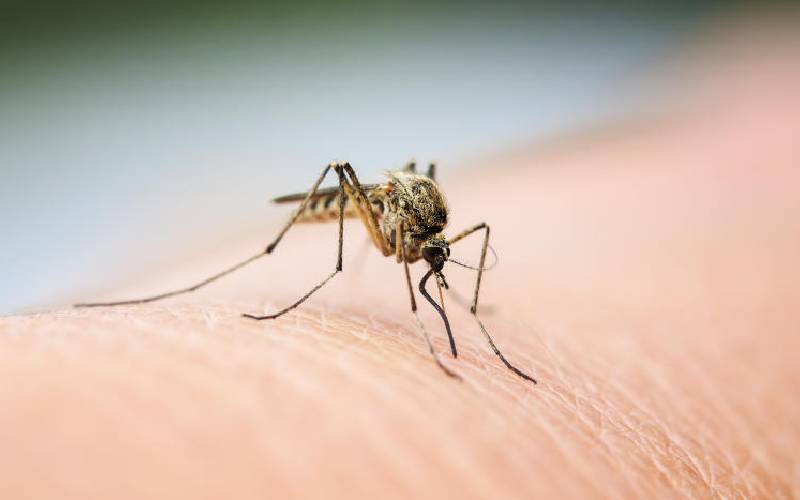 What discovery of 'new' mosquito means and what you should do now