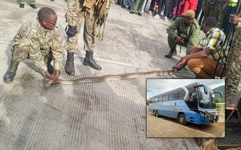 13-foot python intercepted in Namanga aboard Dar-es-Salaam bound-bus