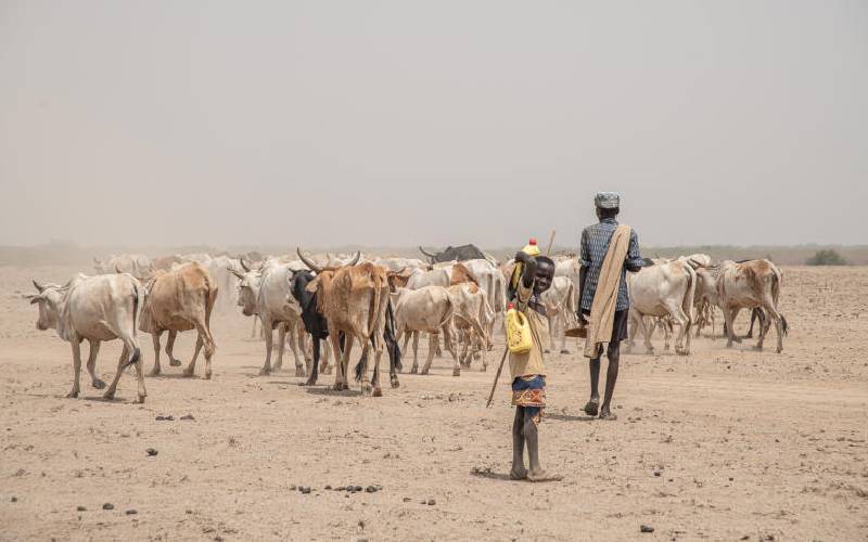 Bandits interrupt vaccination drive in Turkana, kill man and steal 1,500 cows