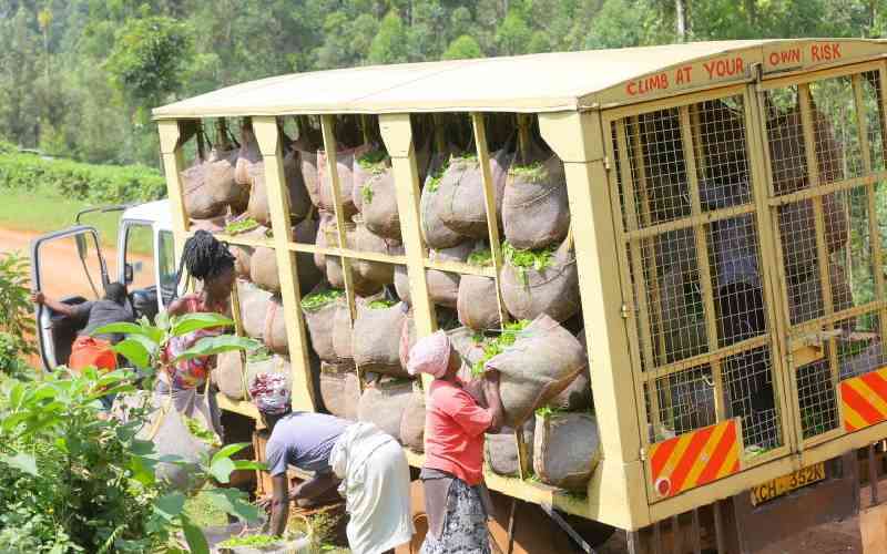 Relief for tea growers as prices rise at auction