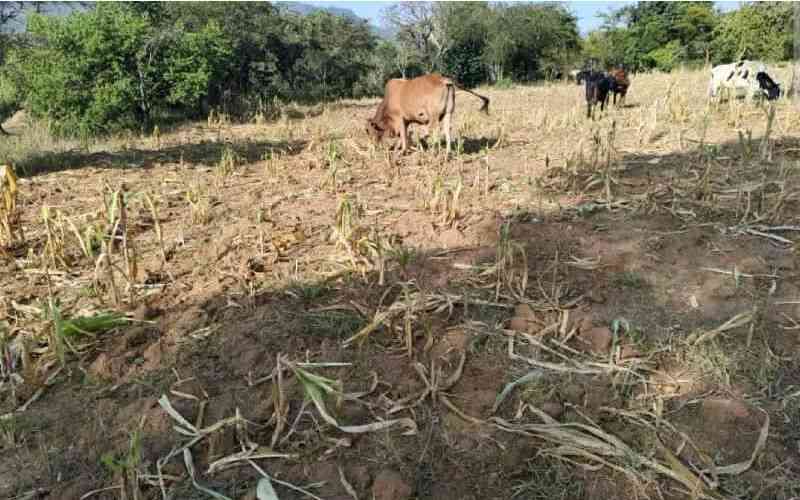 West Pokot farmers urged to embrace short-season crops amid food shortage