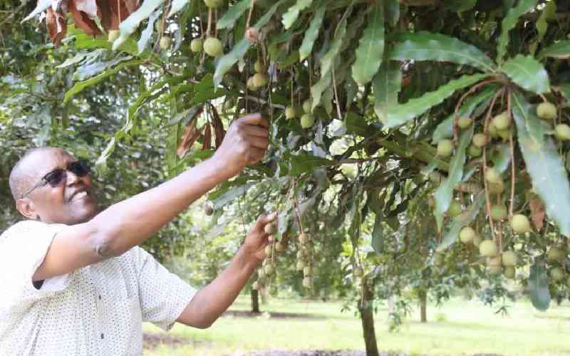 Farmers hawking macadamia as prices in the world market slump