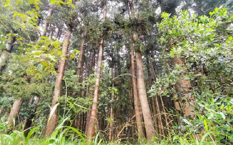 Communities to co-manage Mumoni, Mutitu forests after deal