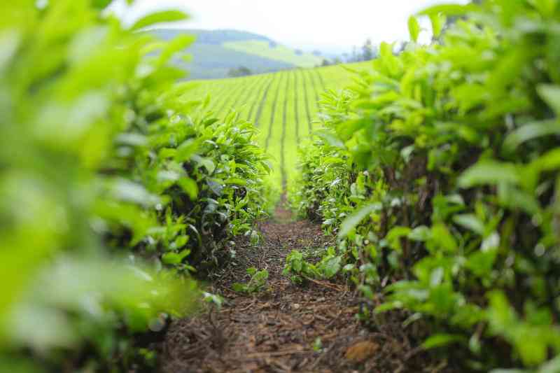 Tea Industry Sets the Standard for Social Responsibility and Sustainable Growt