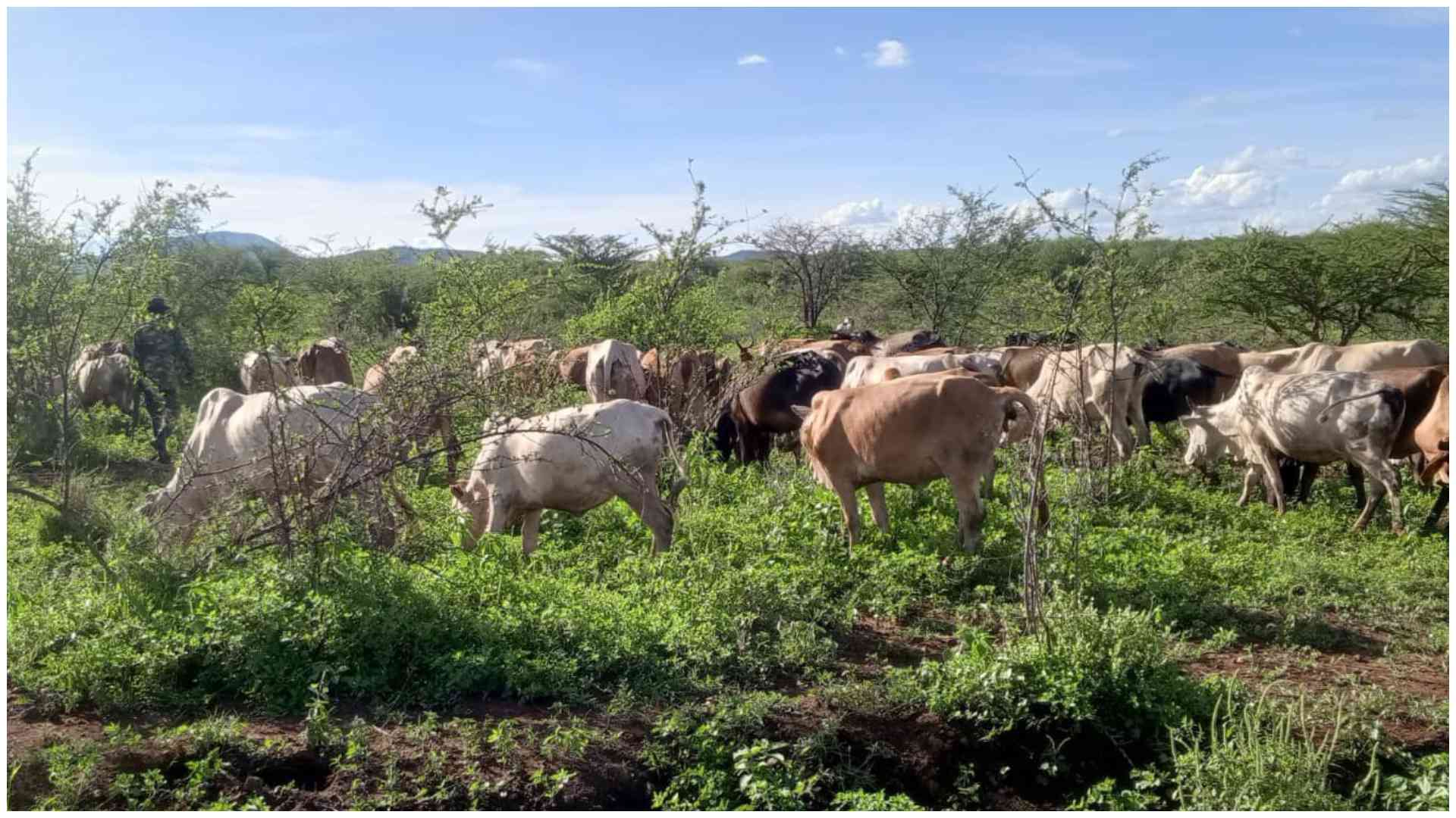 Inside Meru's deadly cattle rustling surge, families left broke, injured and displaced