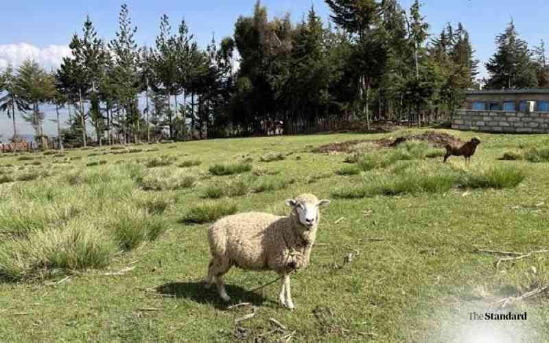 Why sheep and apartments are not strange bedfellows