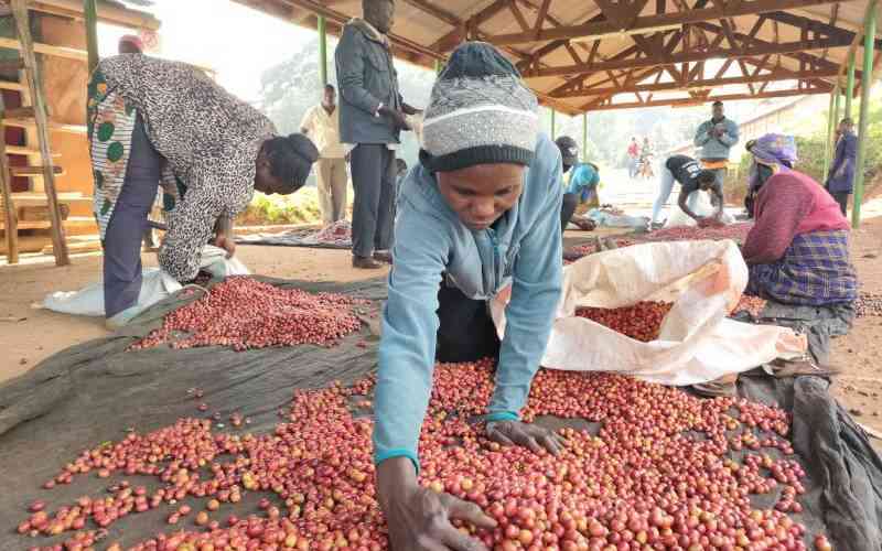 Brewing the truth: Real reason behind Kenya's coffee boom