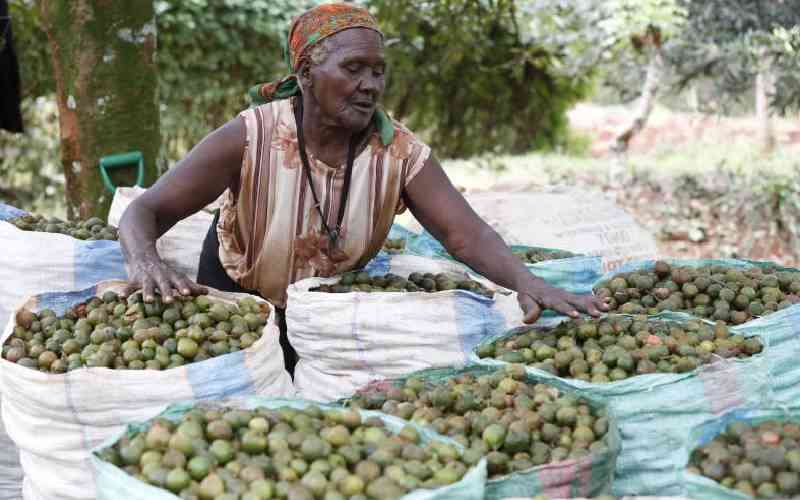 Macadamia farmers accuse AFA of bias for blocking nuts export