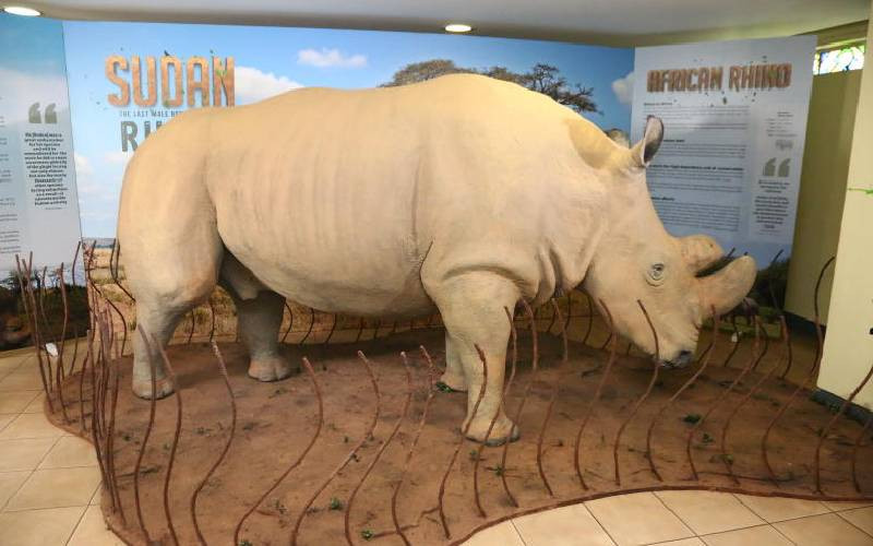 Hope for white rhino as 'Sudan' immortalised, embryos created
