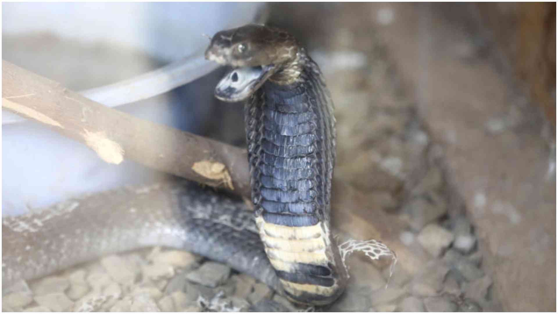 Snake in pastor's bag causes panic at police station in Bungoma