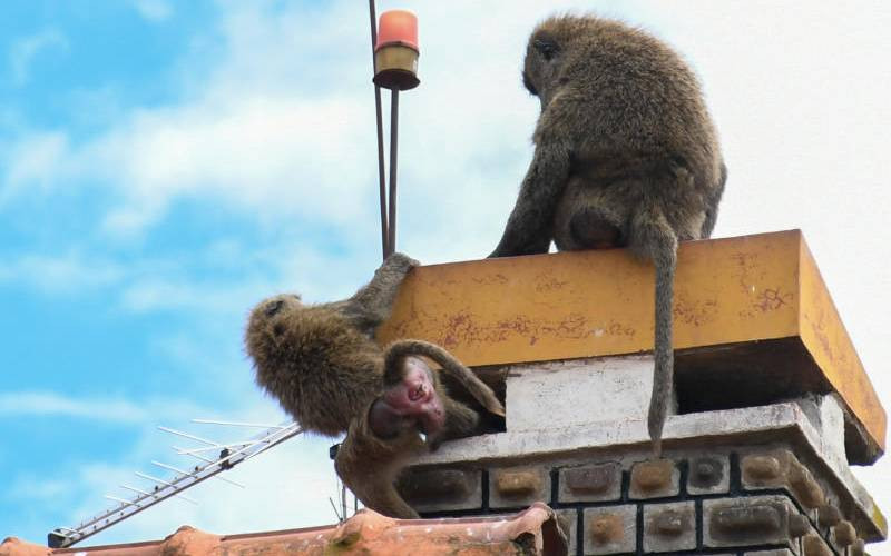 PHOTOS: Baboons sneak out of L Nakuru Park, take over Naka Estate