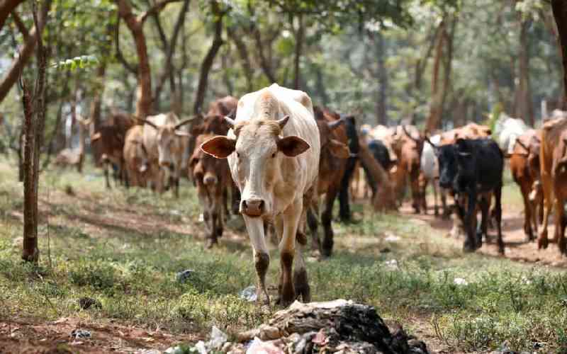 Kenyan president strongly defends animal vaccination program