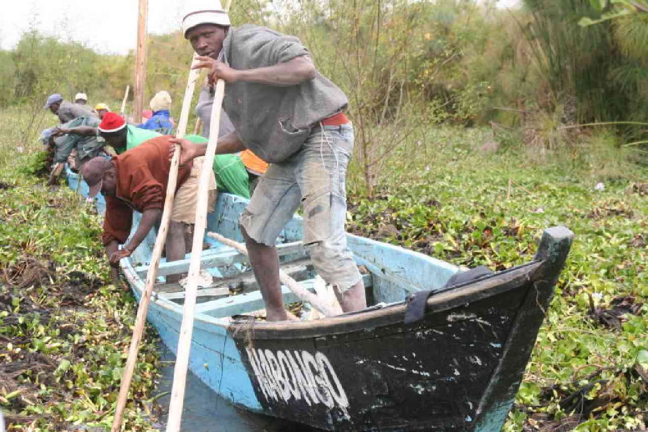 How water hyacinth has paralysed fishing activities in Lake Naivasha