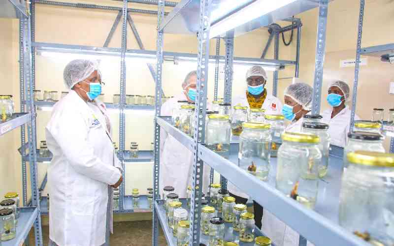 Varsity unveils Sh10m lab to boost banana farming in Taita Taveta