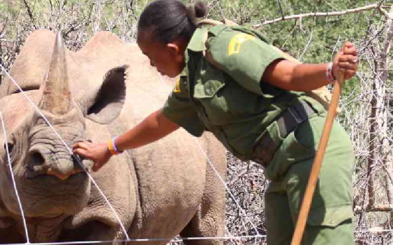 Deadly love that has decimated thousands of rhinos