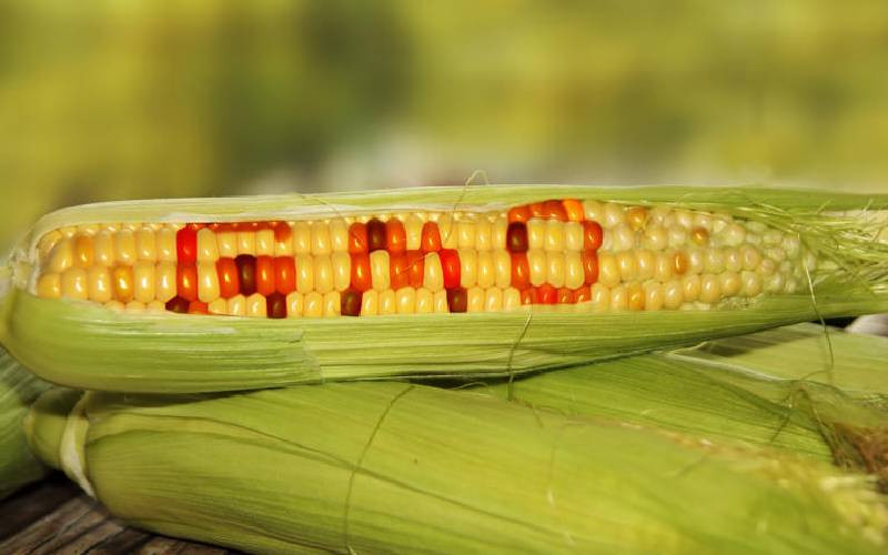 There's nothing sinister about GMO foods; we eat them every day