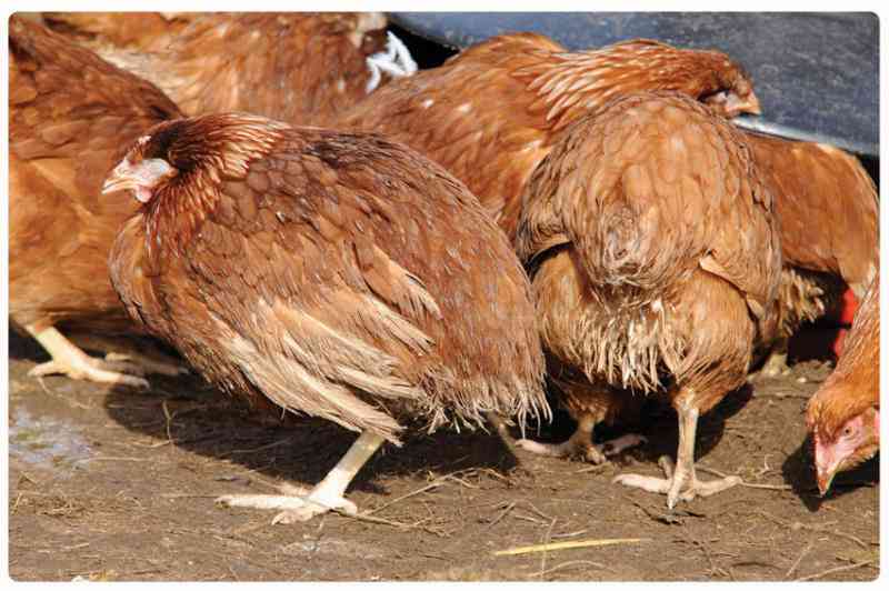 All you need to know about fowl pox disease