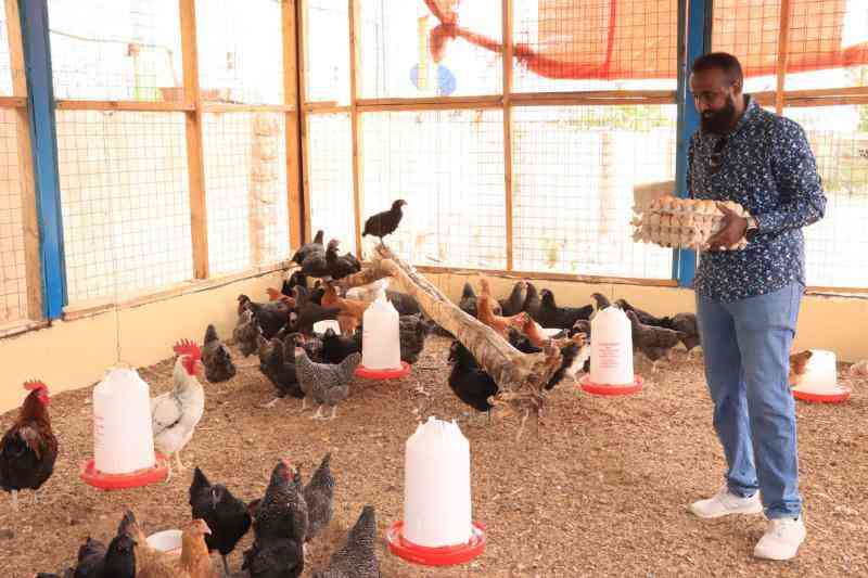 Forget pastoralism! Agri prenuer shines with poultry project in Wajir