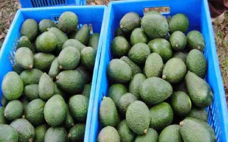Ministry intervention saves avocado exporters Sh375m