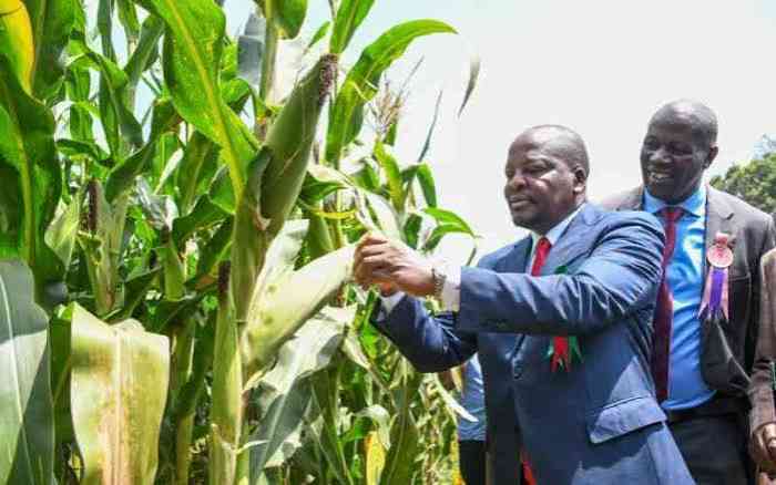 CS Kagwe says country has enough seed maize in store