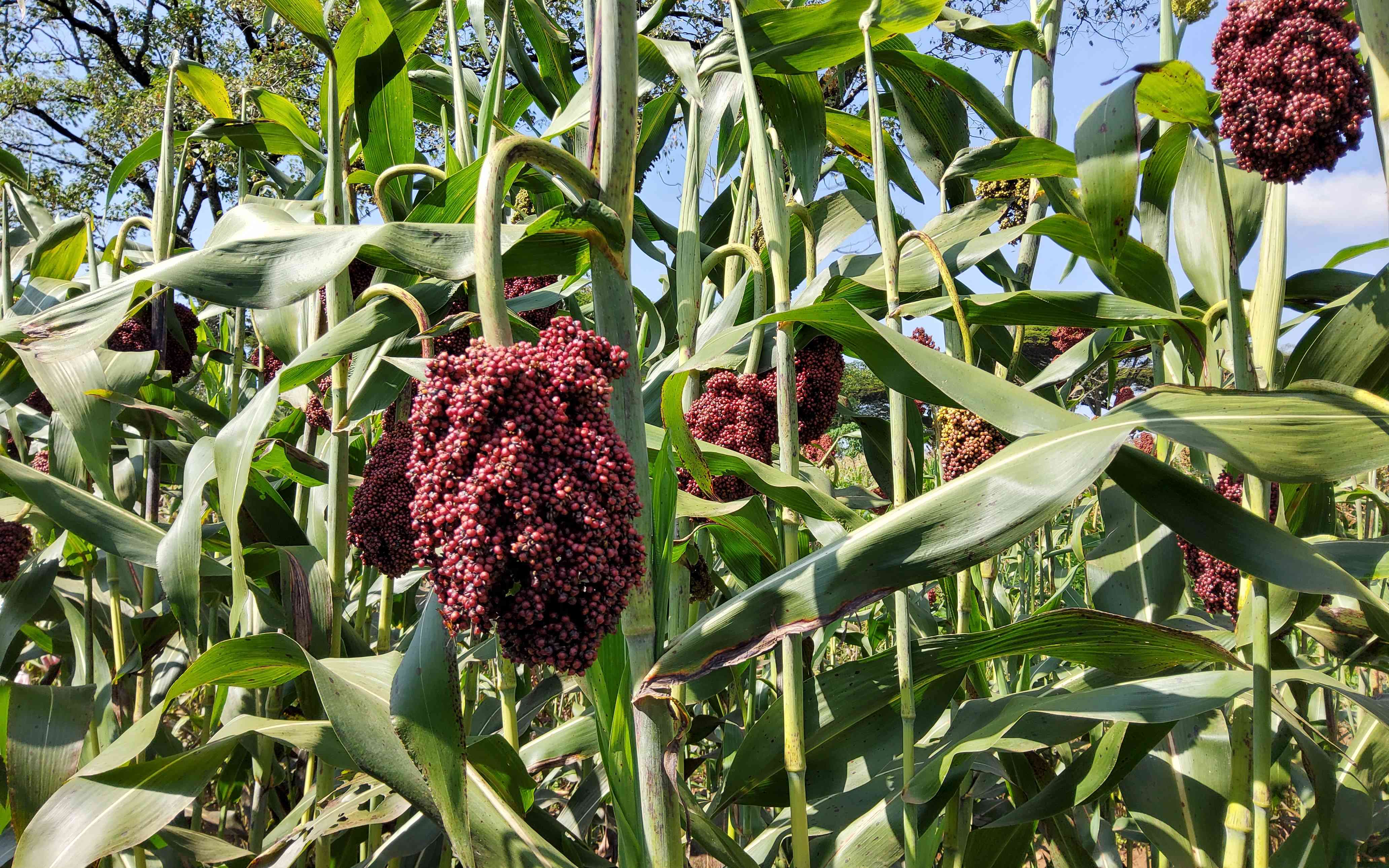 Busia: Going Back to Sorghum Production Amid Climate Change