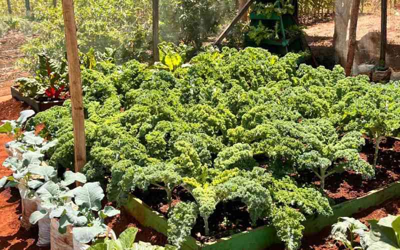 Africa's shrinking crop diversity threatens food security, FAO report warns